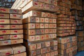 8x8 Eastern White Pine
